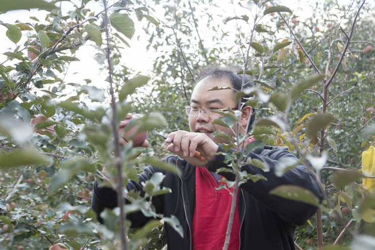 富士苹果种植株距行距多少_红富士苹果怎么种_红富士苹果种植技术