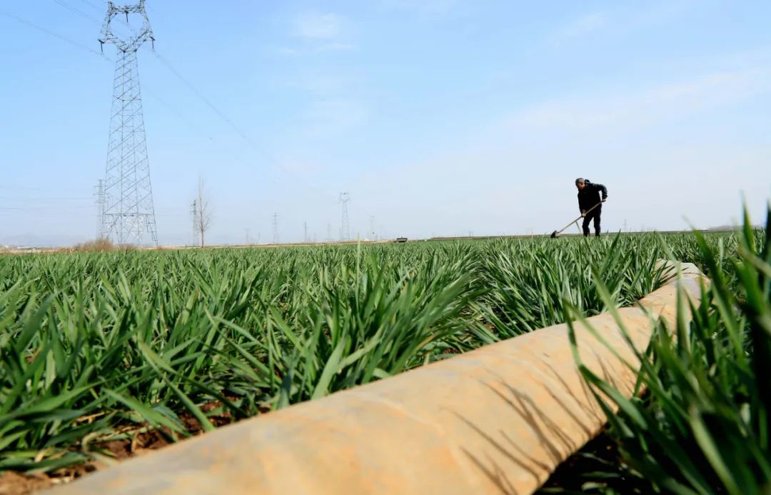 农村土地种植致富项目网_农村致富新项目种植_致富种植土地农村网项目有哪些