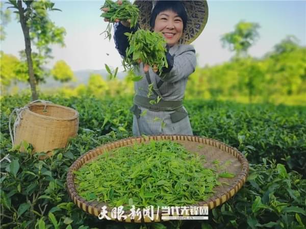 新闻致富种植春茶视频_春茶新闻报道_春茶种植致富新闻