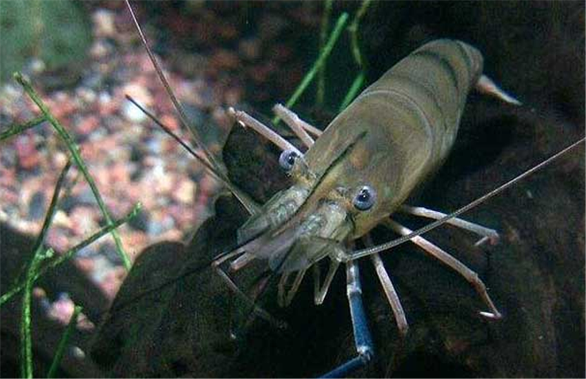 河虾养殖视频致富经河虾养殖_养殖河虾技术培训_河虾怎样养殖和技术