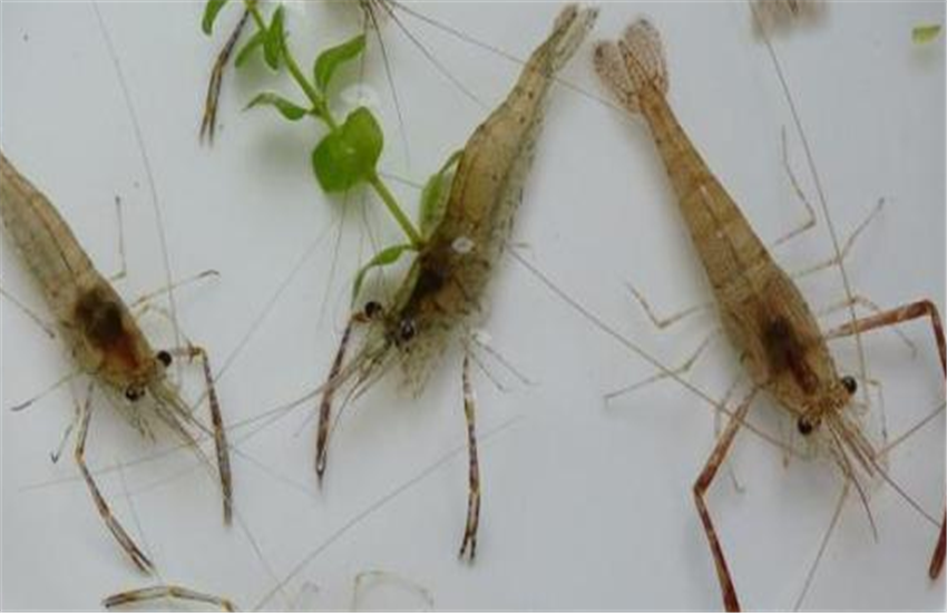 河虾养殖视频致富经河虾养殖_养殖河虾技术培训_河虾怎样养殖和技术