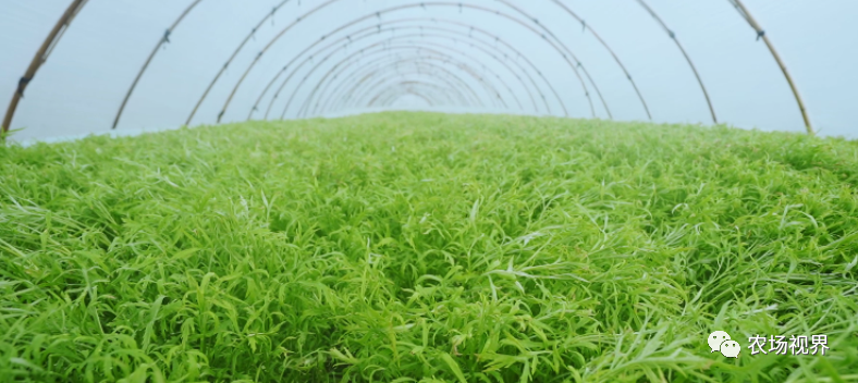 种植致富100例_致富种植视频全集_种植致富案例