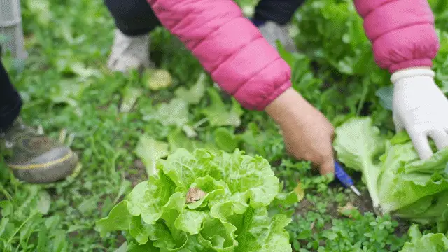 致富依靠种植生菜_依靠种植生菜致富_致富依靠种植生菜什么意思