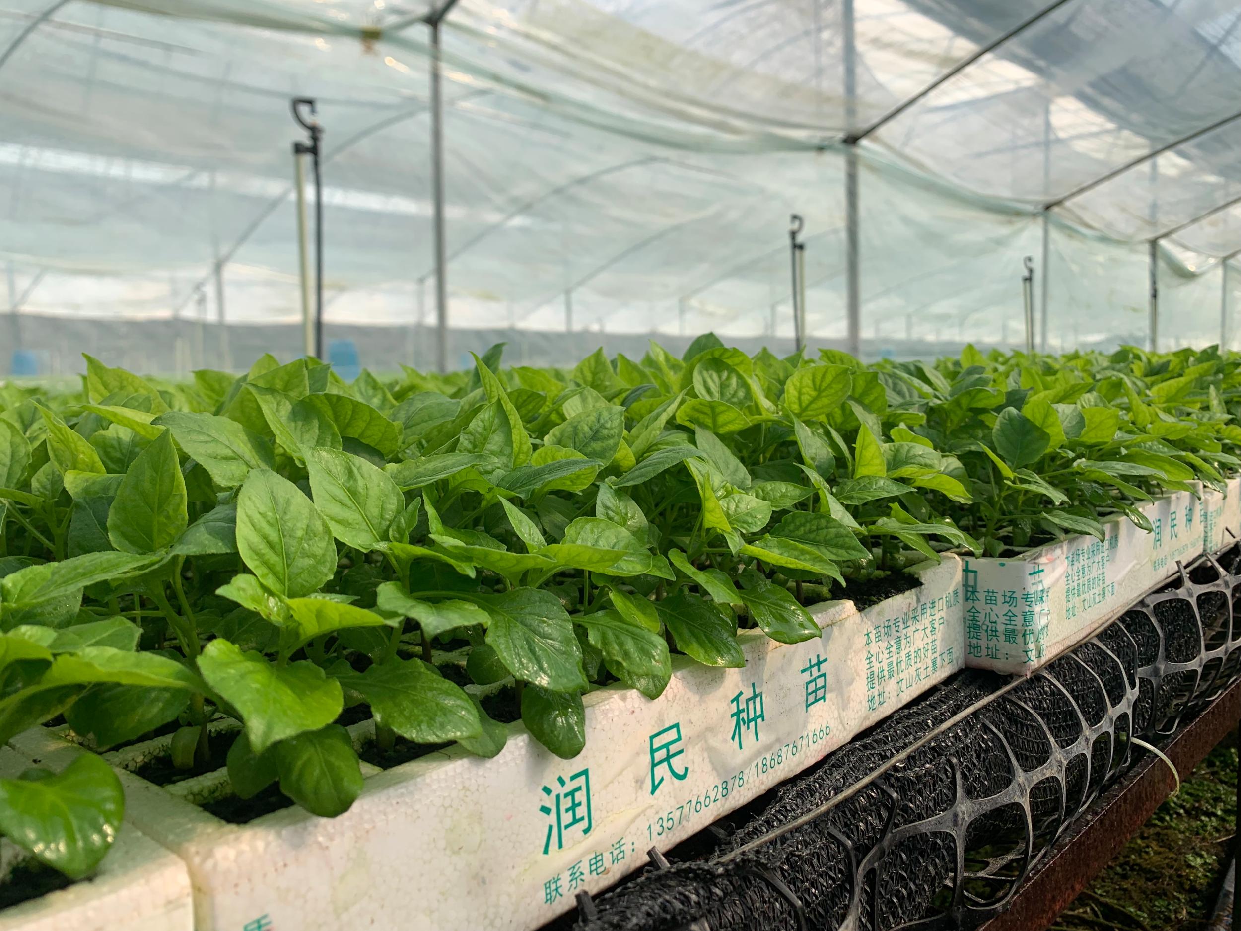 云南辣椒种植致富_辣椒种植大户的致富经_云南种植辣椒基地