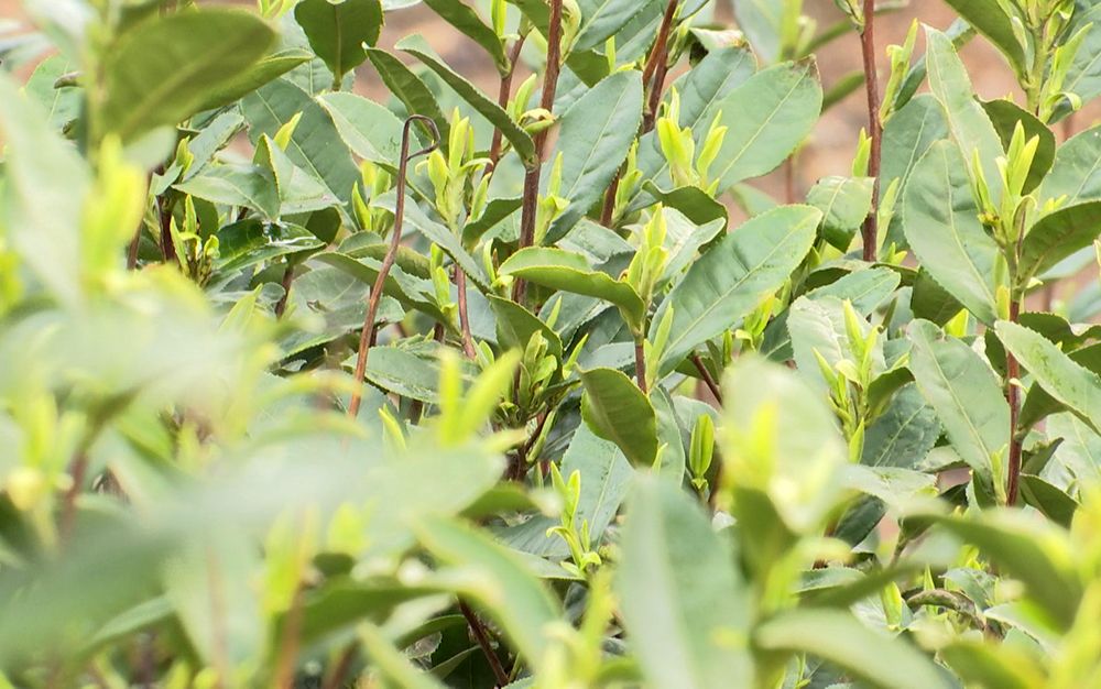 春茶新闻报道_春茶采摘新闻_春茶种植致富新闻