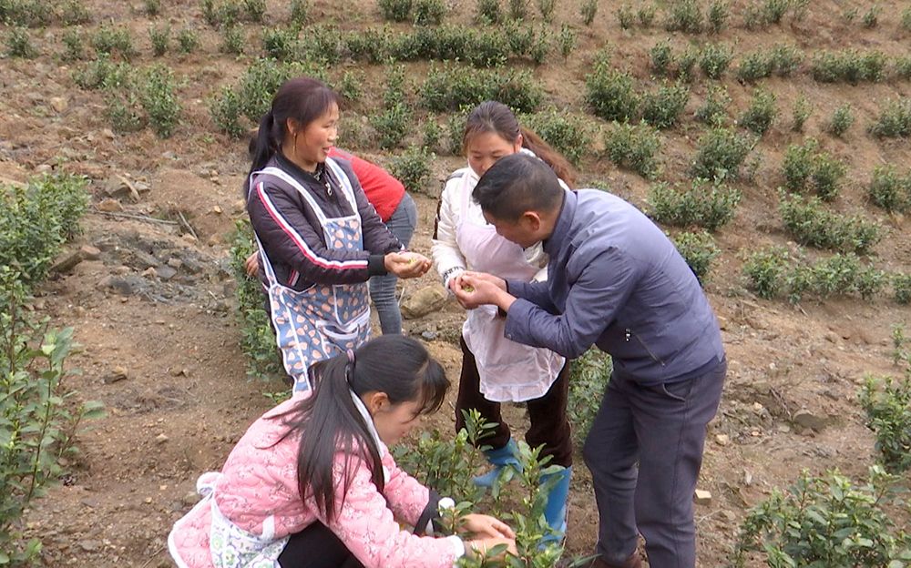 春茶种植致富新闻_春茶新闻报道_春茶采摘新闻