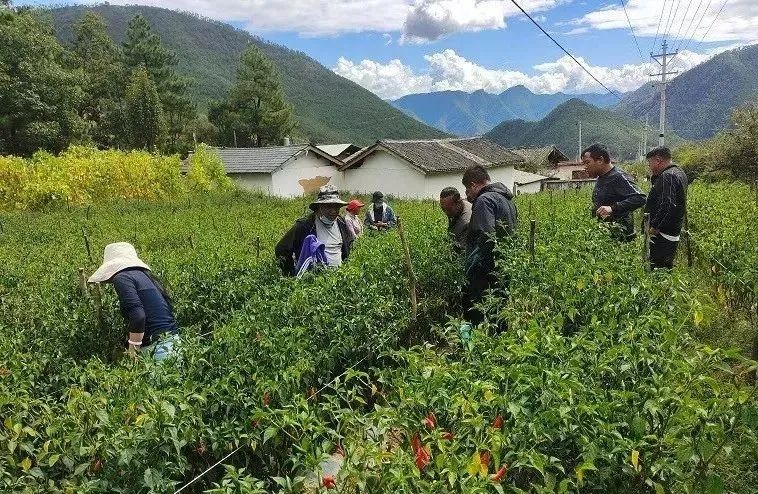 云南辣椒种植致富_云南辣椒主产区_云南辣椒产量