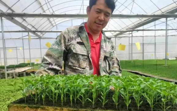 云南辣椒产量_云南辣椒种植致富_云南辣椒主产区