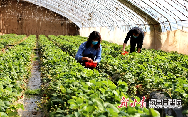 西峰区：鄢旗坳村种养循环巧“念”生态致富经