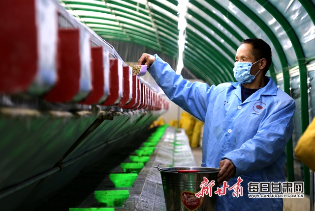 庆阳碧春兔业公司饲养员给肉兔添食。 (1).jpg