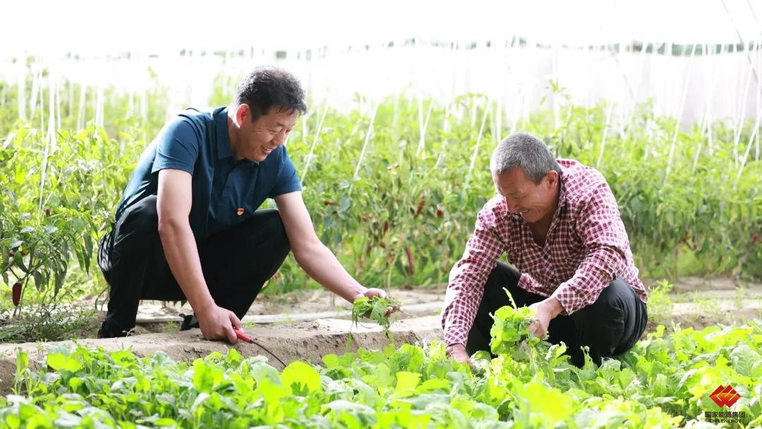 大棚里的致富经_种植大棚带领村民致富_致富经 大棚种植