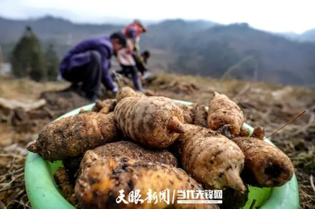 致富种植天麻图片_致富经天麻种植_种植天麻挣钱吗