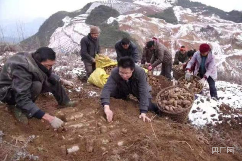 致富经天麻种植_致富种植天麻视频_致富种植天麻怎么样