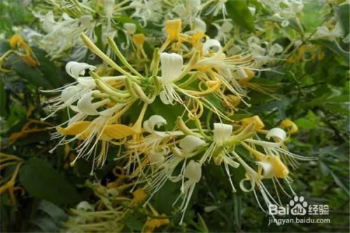 种植金银花的方法及注意事项