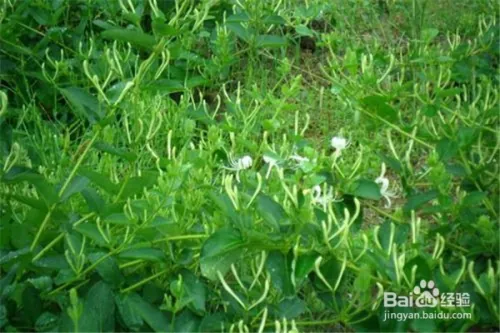 种植金银花的方法及注意事项