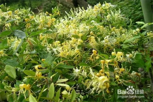 种植金银花的方法及注意事项