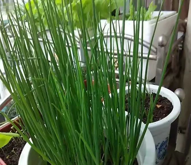 种植香葱技术与管理_种植香葱技术要点_香葱的种植技术