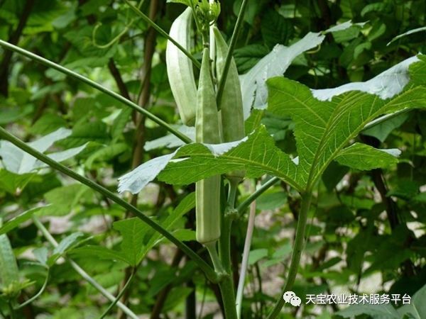 秋葵在山东叫什么_山东秋葵种植时间_山东黄秋葵种植技术