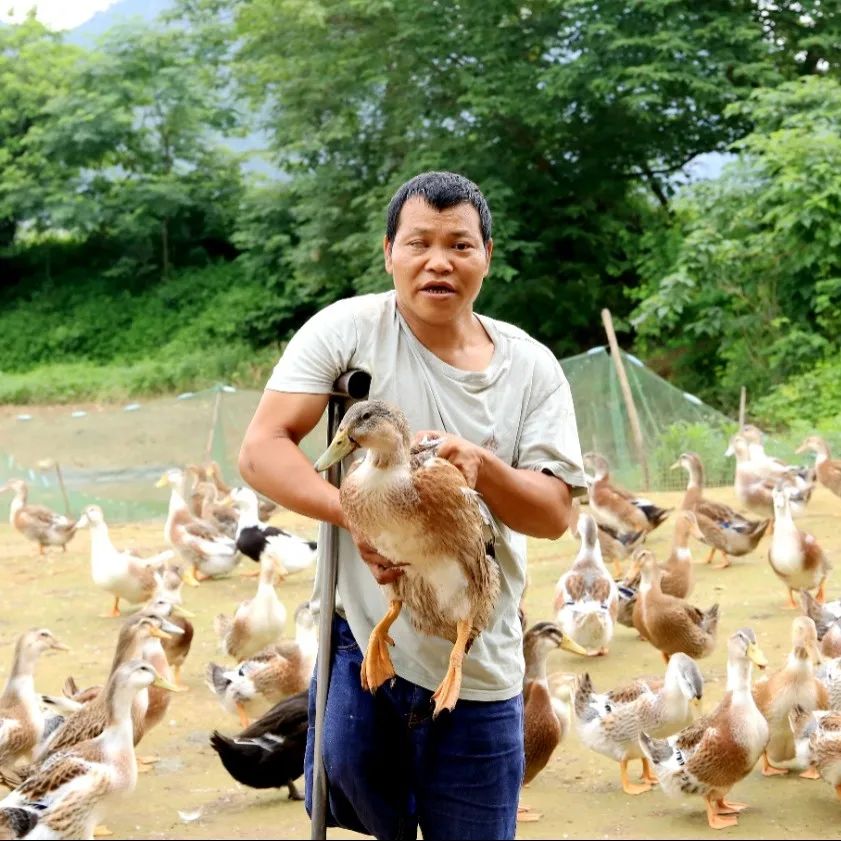 养殖致富能手事迹_致富经残疾人养猪视频_身残志坚 养殖致富