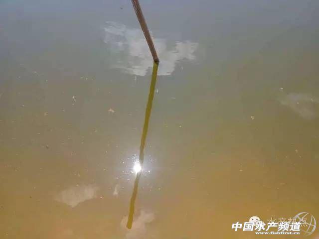 高温季节来临，白便多发，对虾养殖户怎么面对