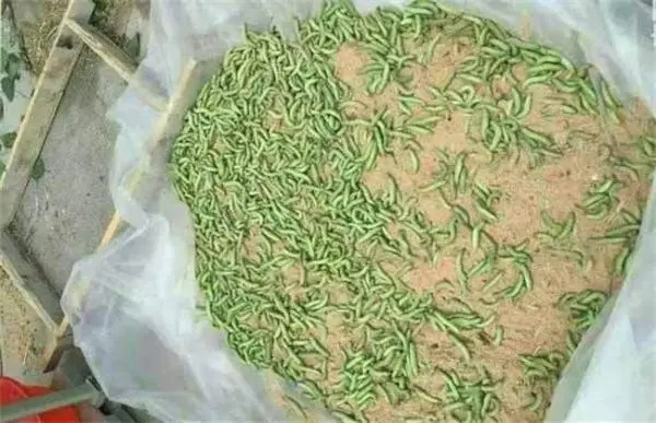 养豆虫做什么-养豆虫前景如何
