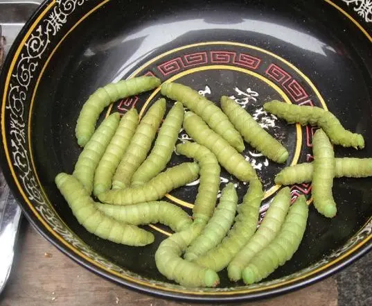 养豆虫做什么-养豆虫前景如何