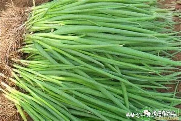 种植香葱的方法和禁忌