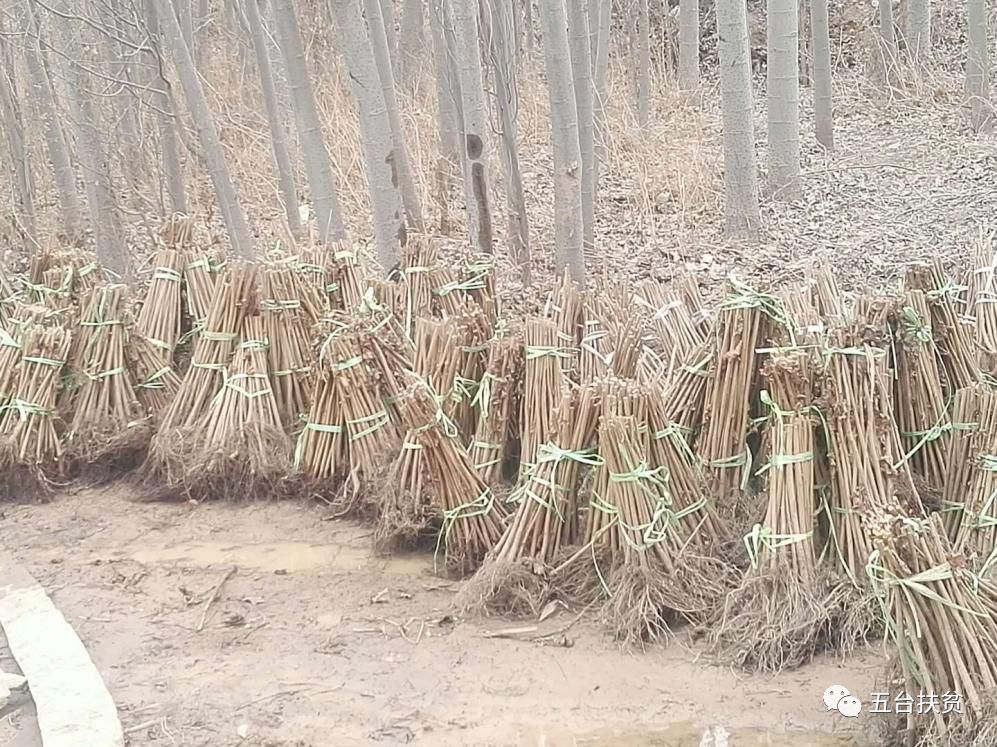 致富种植榛子图片_种植榛子的经济效益怎么样_致富经种植榛子