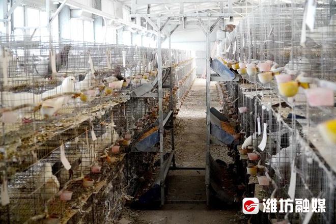 养鸽子致富视频全集_致富经肉鸽养殖技术视频_肉鸽子养殖致富