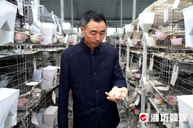 致富经肉鸽养殖技术视频_肉鸽子养殖致富_养鸽子致富视频全集