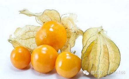 【创业投资】姑娘果种植有前景