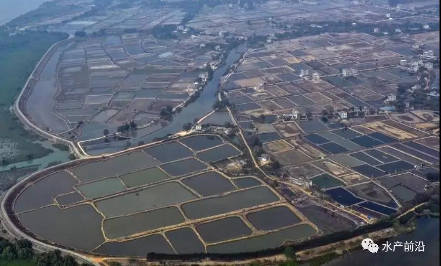 大白虾养殖技术视频_养白虾需要什么条件和技术_白虾大虾养殖技术