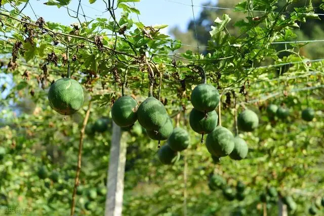 药材种植技术资料大全_各种药材种植技术_白竹药材种植技术