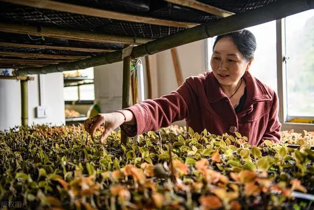 白竹药材种植技术_药材种植技术资料大全_各种药材种植技术
