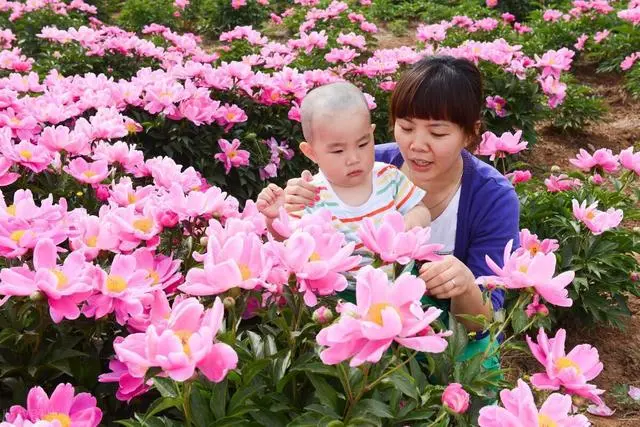 药材种植技术资料大全_各种药材种植技术_白竹药材种植技术