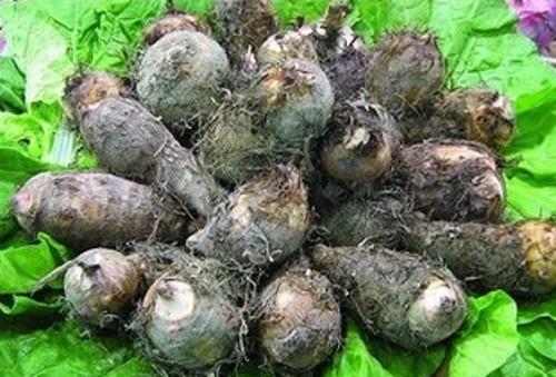 竽头怎么种植技术_种植芋头方法_怎样种植芋头产量高视频