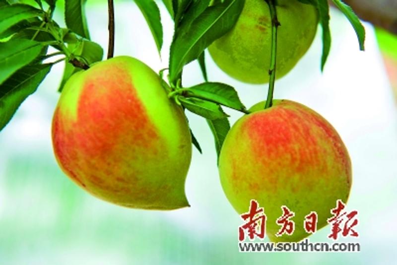 致富经种植桃_致富经桃树种植视频_桃源致富