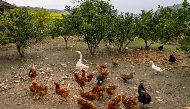 致富养殖泥鳅创业项目_致富经创业养殖泥鳅_致富养殖泥鳅创业计划书