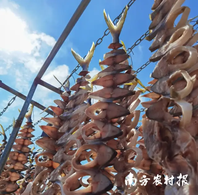 养殖致富网视频_致富网养殖业_广东网箱养殖致富