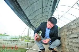 视频致富养殖草龟骗局_致富经草龟养殖视频_视频致富养殖草龟是真的吗