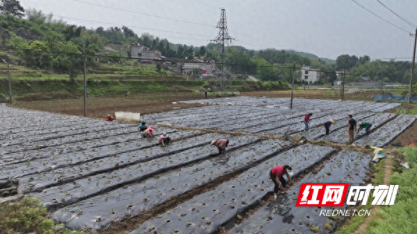 湖南武冈晏田乡：辣椒移栽忙 致富促振兴
