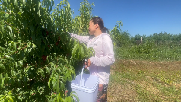 致富经种植桃_致富经种冬桃_致富经桃树种植视频