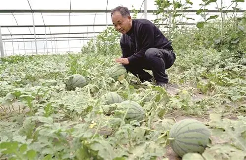 西瓜大棚种植最新技术_西瓜大棚技术_西瓜大棚种植致富