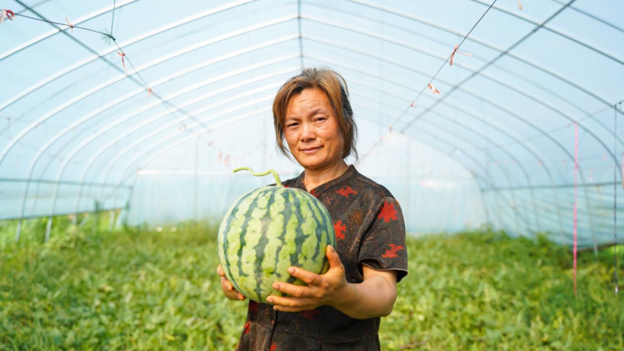 长丰县下塘镇：西瓜喜丰收　铺就一条甜蜜致富路