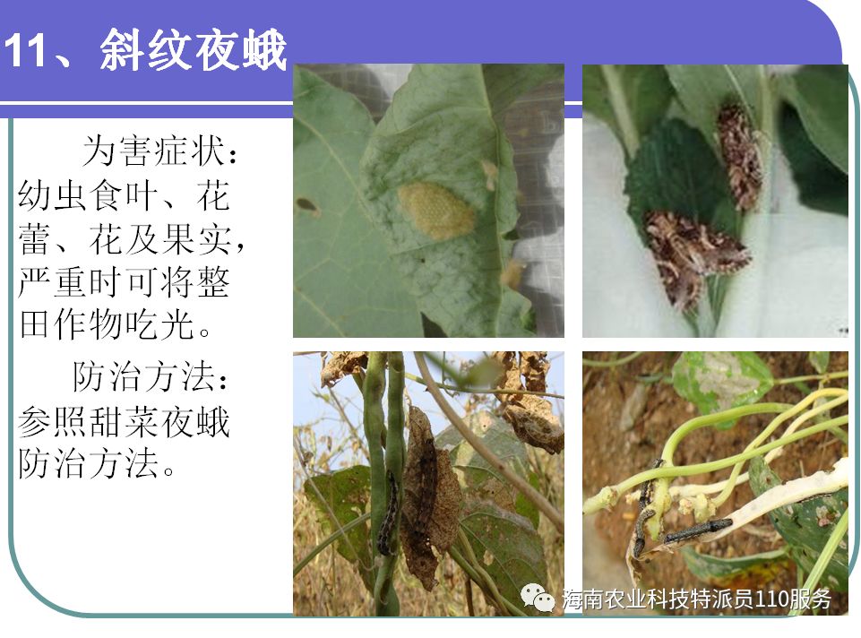 冬季肛豆种植技术_冬季豇豆种植技术_冬缸豆什么时候种