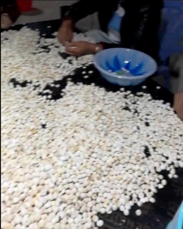 致富经半夏种植技术_半夏种植赚钱吗_种植半夏视频