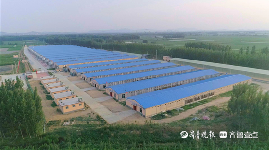 新泰市楼德镇：做强肉鸭产业，奔赴共同富裕路