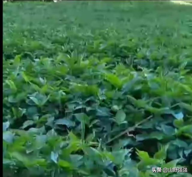 种植半夏你都有那些技术！这里带大家一起致富，想种植的朋友快看