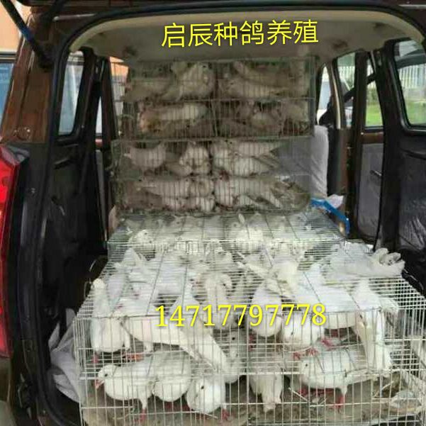 视频致富金鱼养殖_金鱼养殖视频 致富经_室内养殖金鱼致富视频