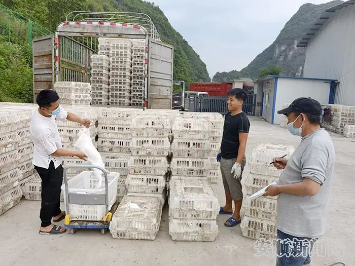 致富养兔子_致富经养兔_致富经养兔致富视频
